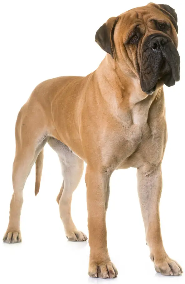 Mastiff, världens största hundras