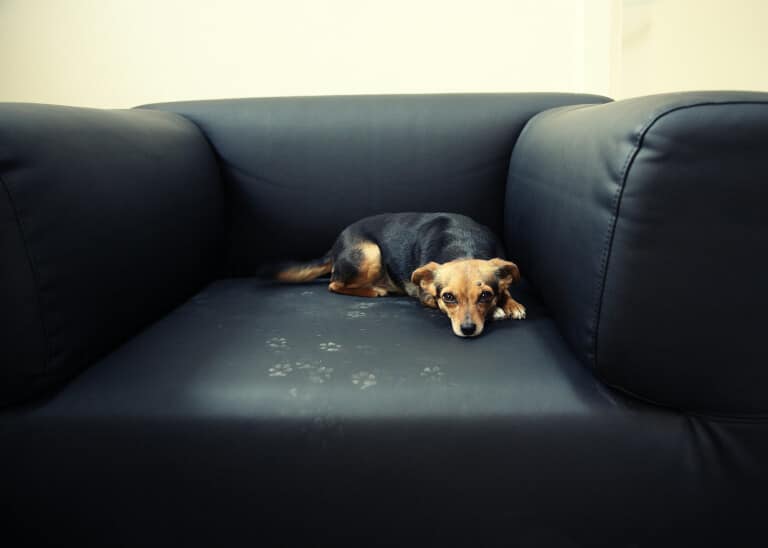 Hund ligger ensam i soffa