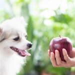 Hund som tittar på ett äpple