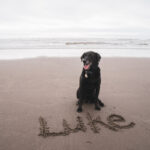Labrador med hundnamn skrivet i sanden