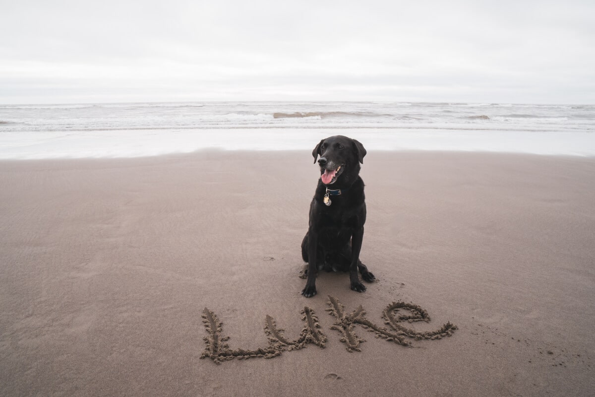 Labrador med hundnamn skrivet i sanden