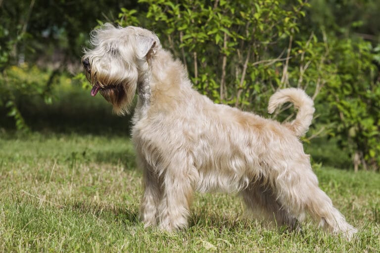 Irish softcoated wheaten terrier