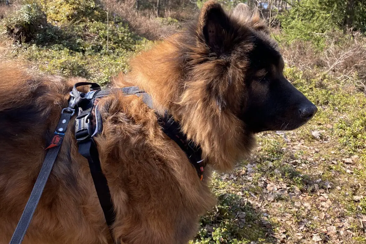 Eurasier i Non-stop dogwear Rock harness