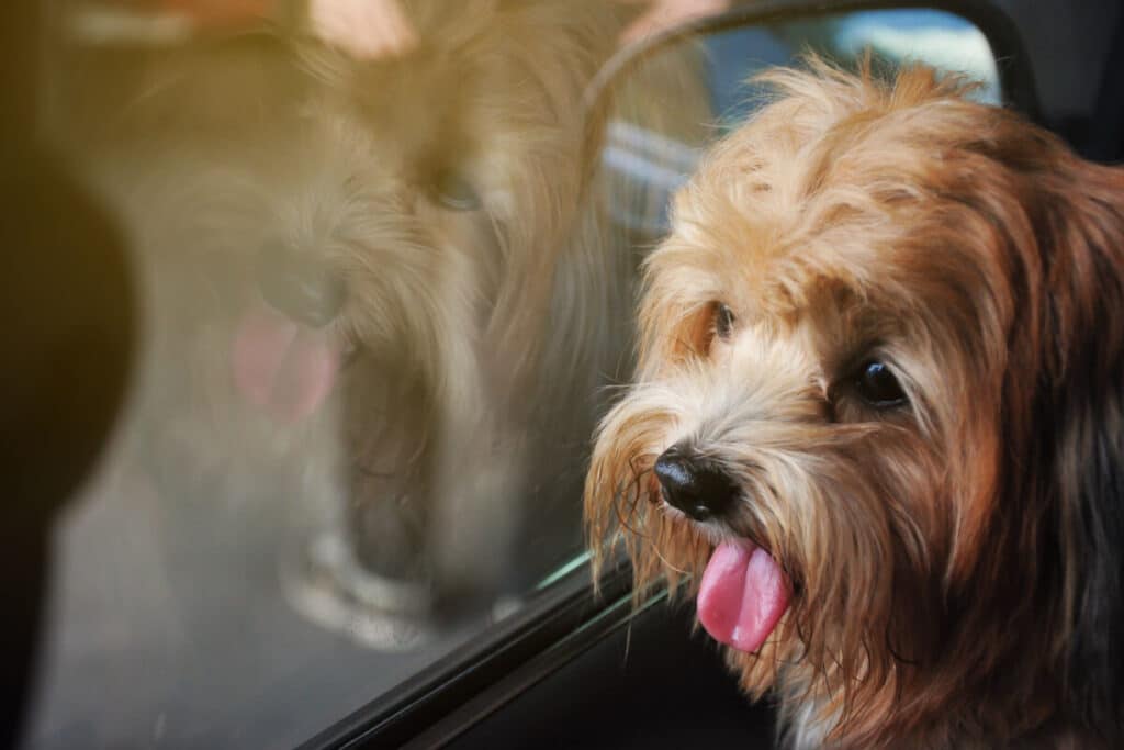 Hund i bil i värme