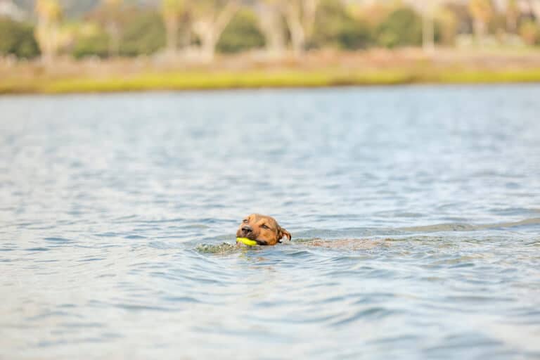 Hund som simmar i sjö med en hundleksak i munnen