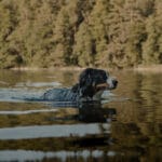 Hund som simmar i en sjö