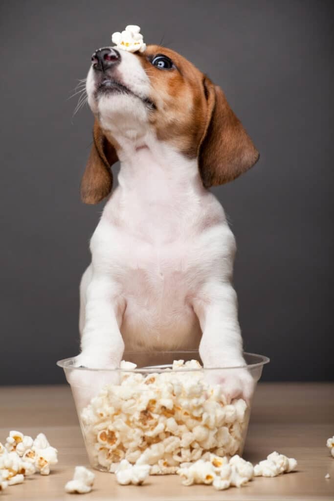 Hund med popcorn på nosen