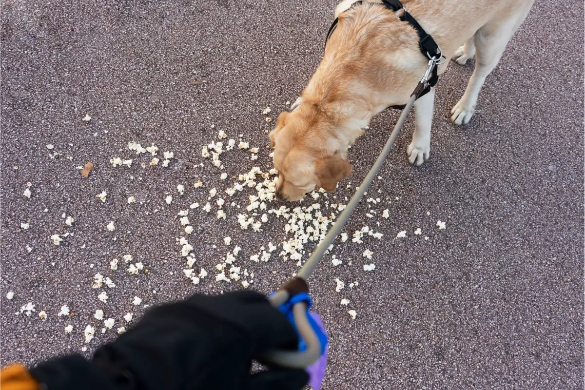 Hund som äter popcorn från gatan