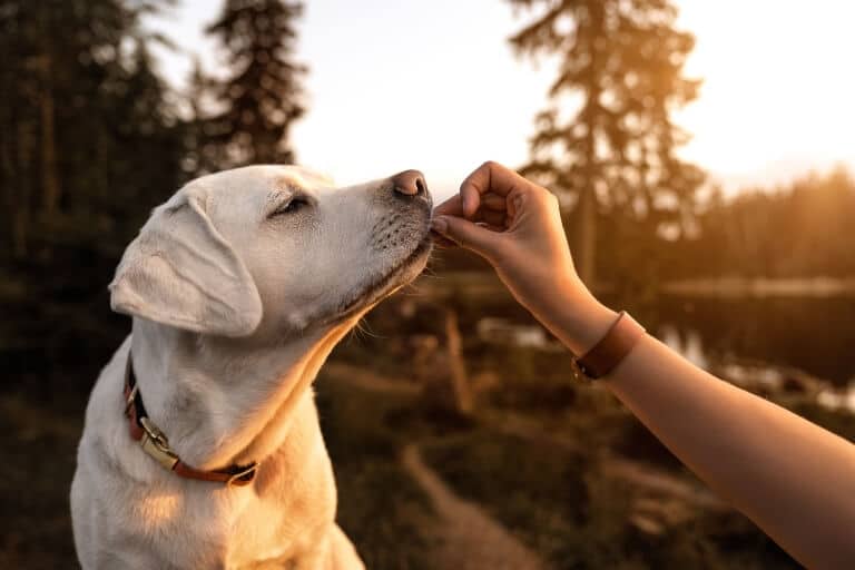 Hund som äter något ur en människas hand