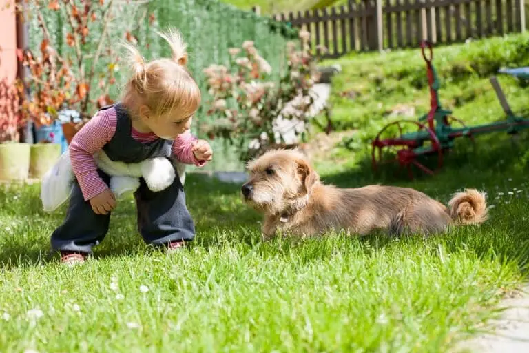 Tvåårig människa och hund i trädgård