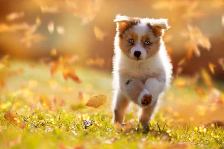 Lycklig hund som hoppar i gräset