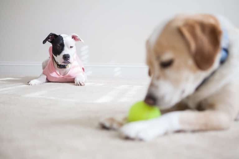 Avundsjuk hund tittar på hund som leker med leksak