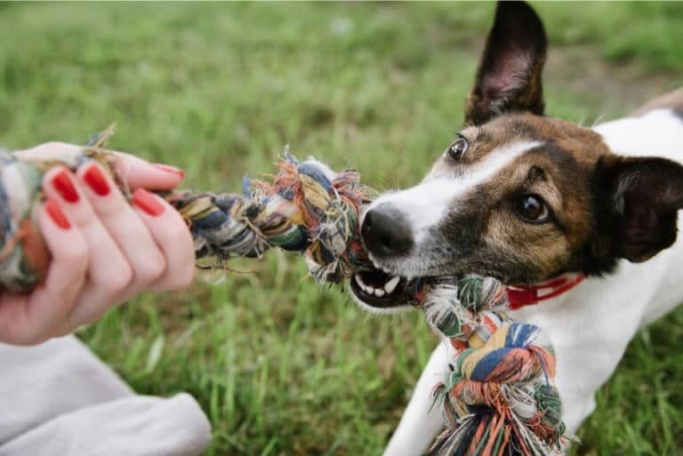 Hund som leker med en kampknut med en människa