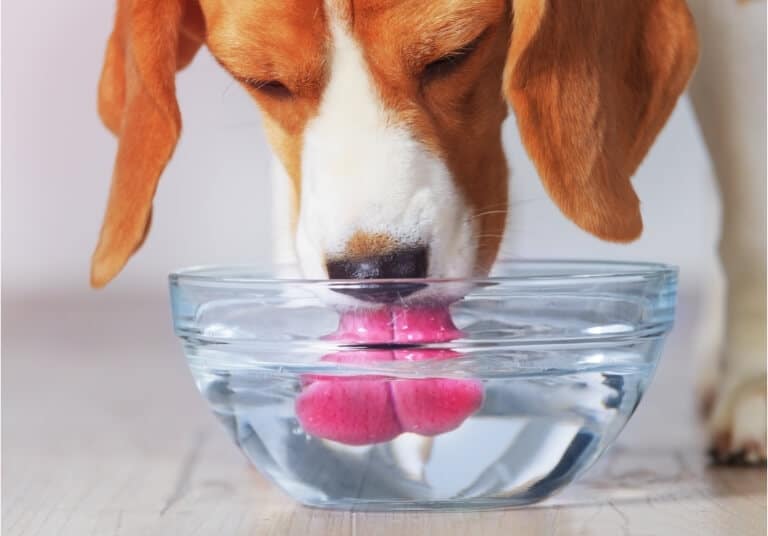 Hund som dricker vatten ur en skål