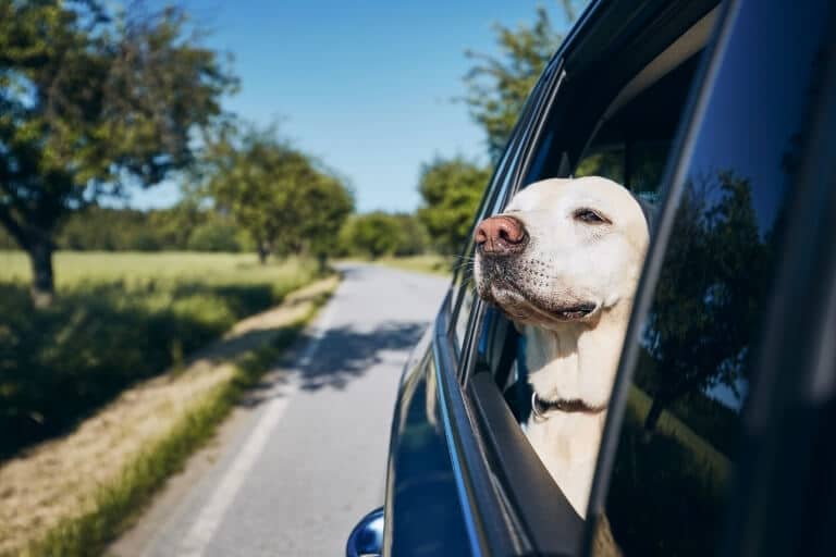 Hund som sticker ut huvudet ur bilfönstret