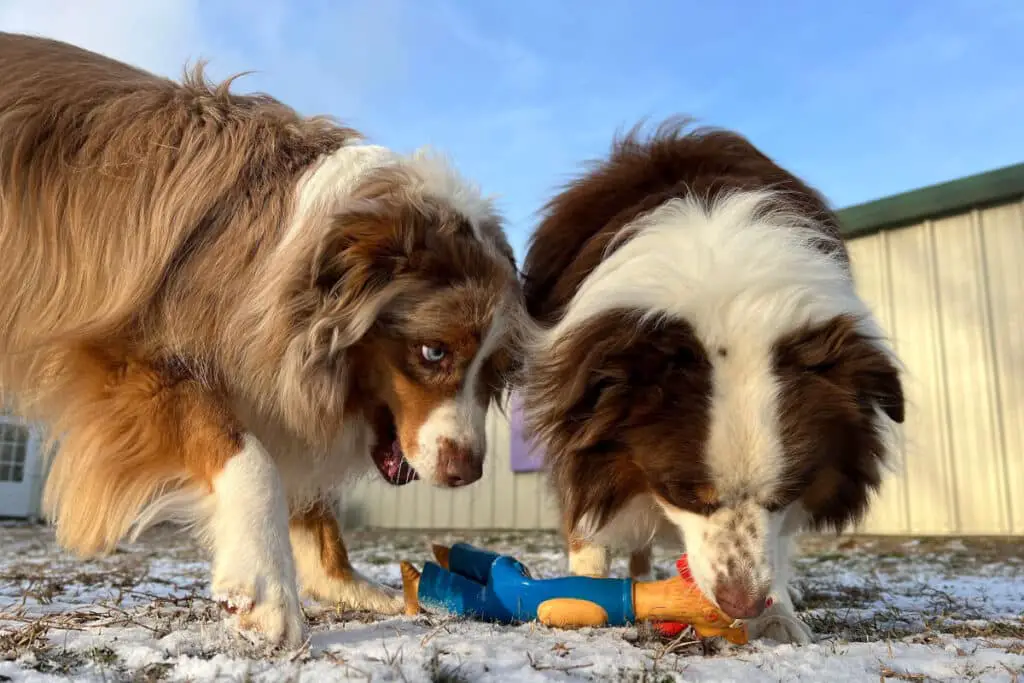Hund som vaktar leksaker genom resursförsvar