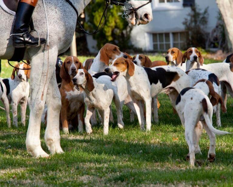 Flera hundar av rasen american foxhound före jakt
