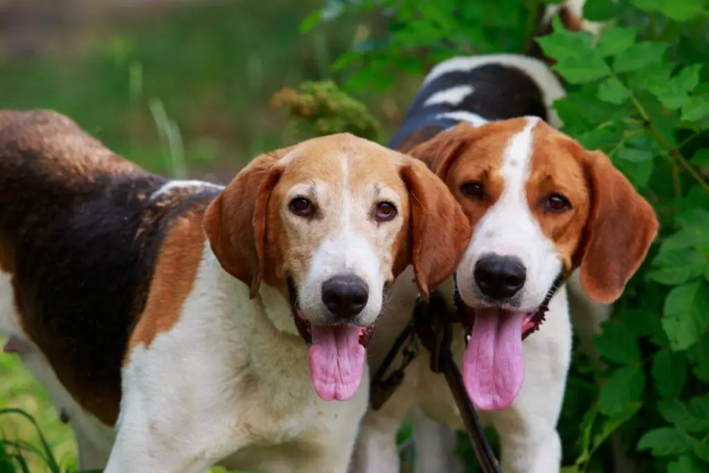 Två hundar av rasen anglo-russkaja gontjaja