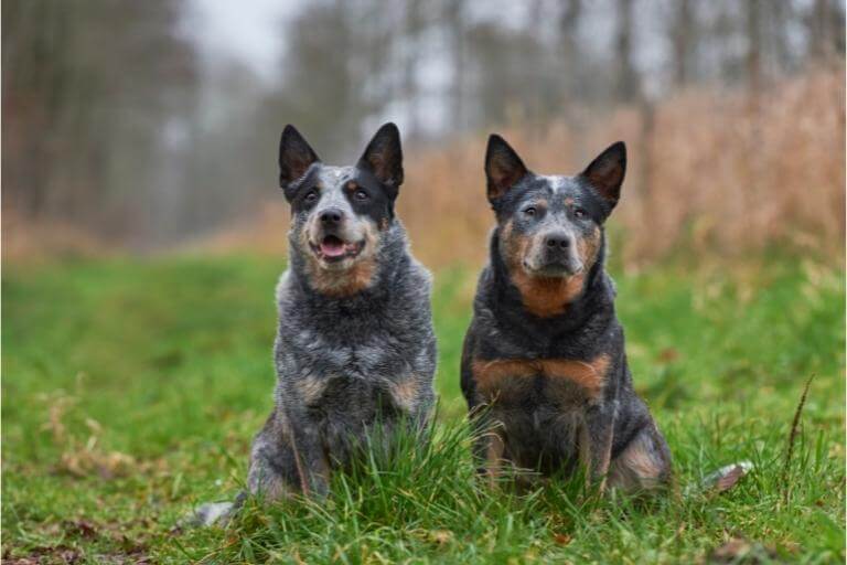 Två hundar av rasen australian cattledog som sitter i gräset