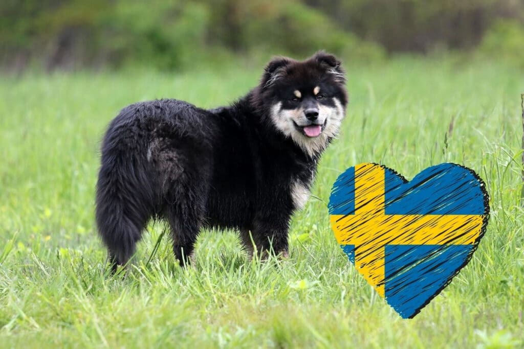 Svensk lapphund – en av våra svenska hundraser