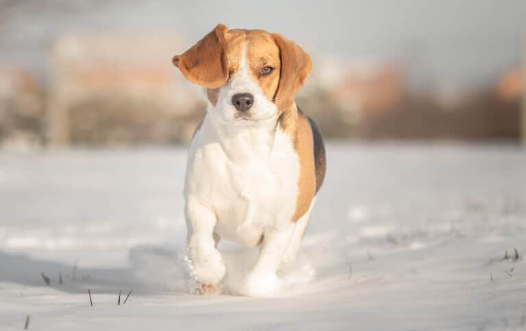 Beagle som springer i snö