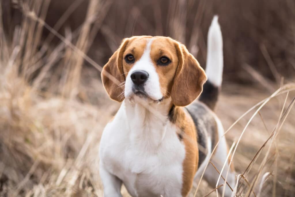 Närbild på beagle i högt gräs