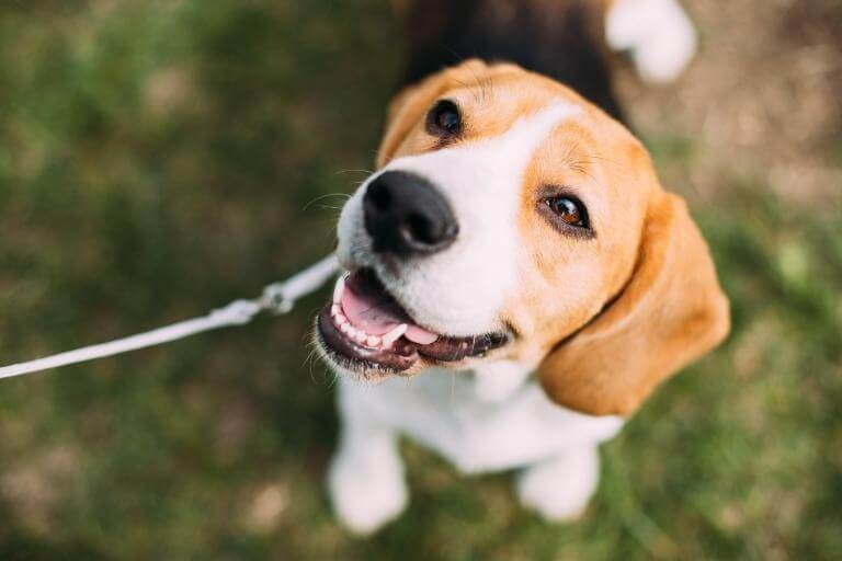 En beagle som tittar upp mot sin ägare