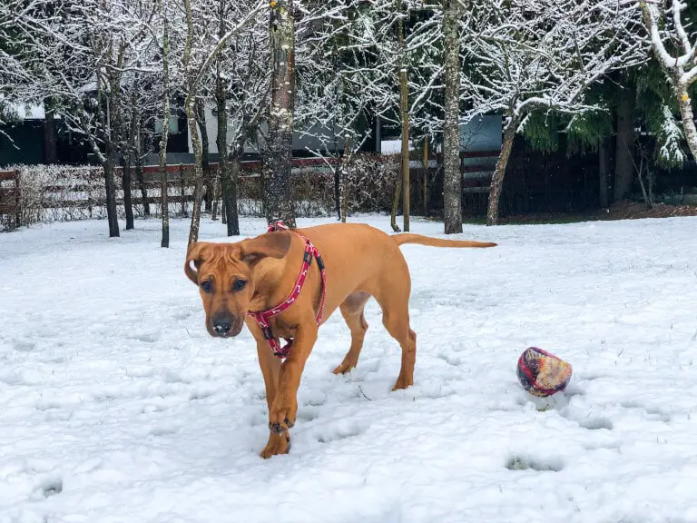 En broholmer i en snöig hundrastgård