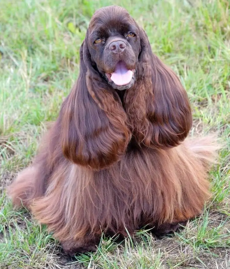 En brun hund av rasen amerikan cocker spaniel som sitter i gräset