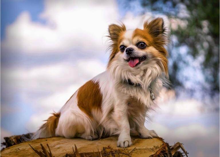 Chihuahua som sitter på en stubbe