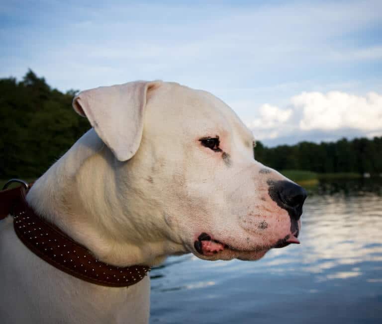 Dogo argentino i närbild framför en sjö