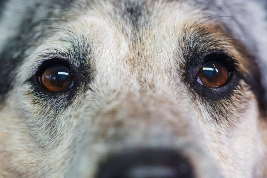 Närbild på en australian cattledog – en av de friskaste hundraserna