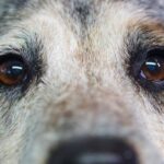 Närbild på en australian cattledog – en av de friskaste hundraserna