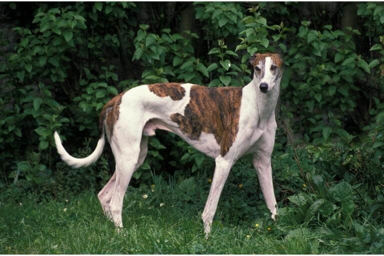 Greyhound som står framför en buske