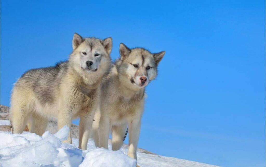 Två grönlandshundar i snön