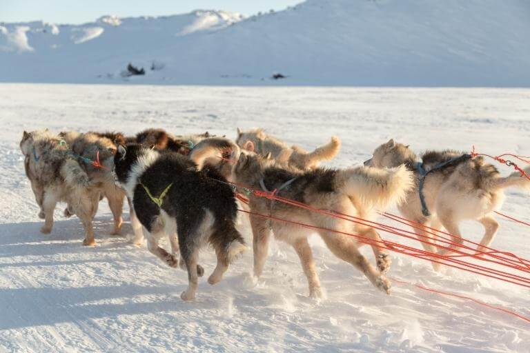 Grönlandshundar som springer i ett hundspann