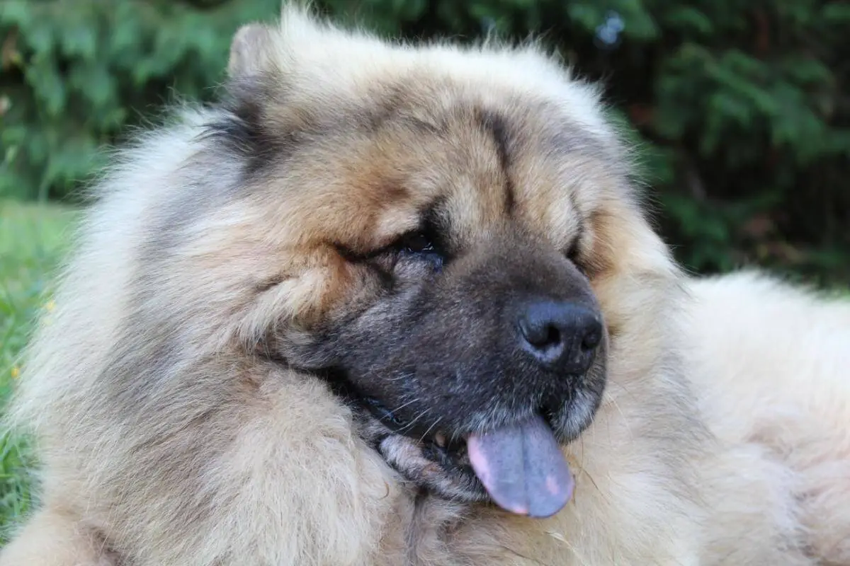 Eurasier är en av tre hundraser med blå tunga