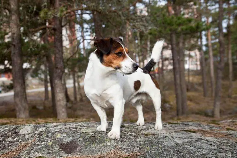 Jack russell terrier som står på en sten i en skogsglänta
