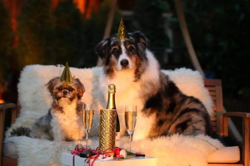 Två hundar vars ägare ska infria sina nyårslöften för hundägare