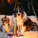 Två hundar vars ägare ska infria sina nyårslöften för hundägare