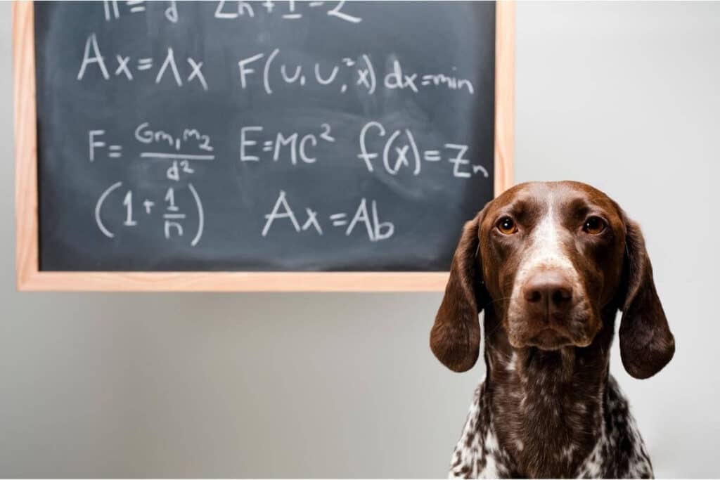 En smart hundras framför en griffeltavla med en komplex ekvation