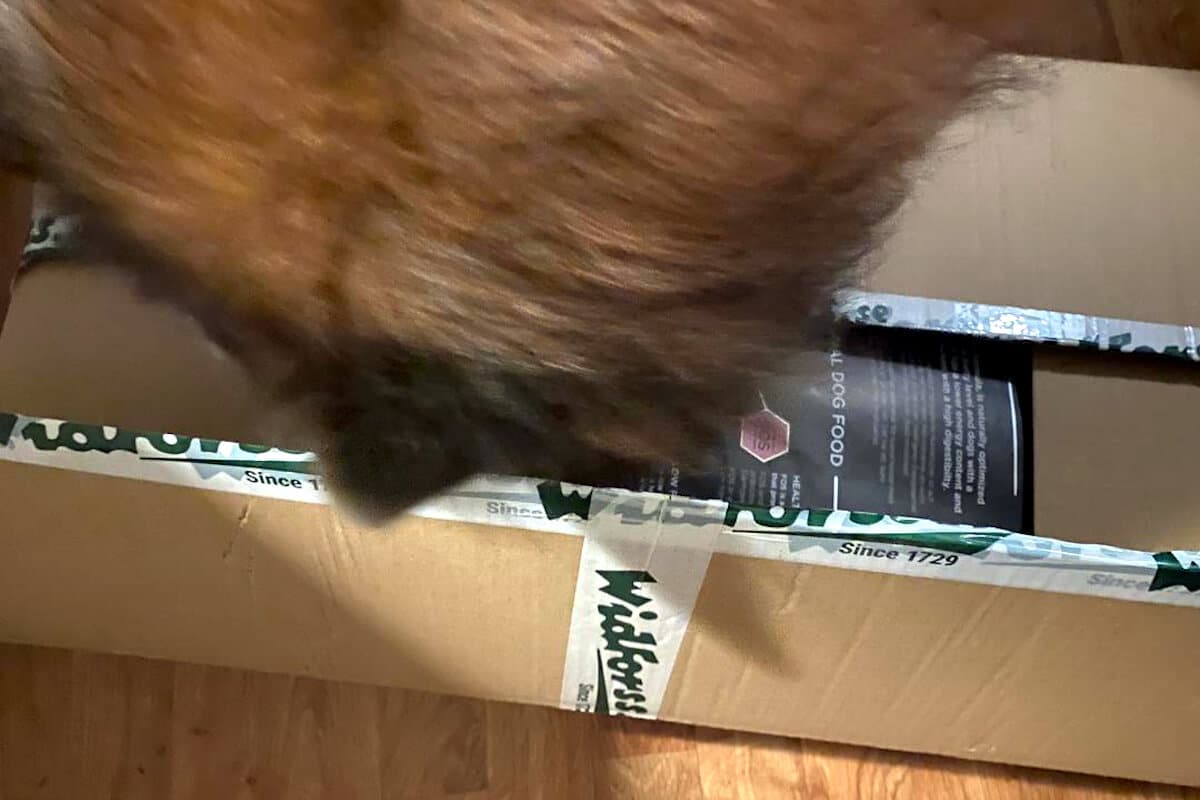 Hund vars ägare har valt att beställa hundmat online