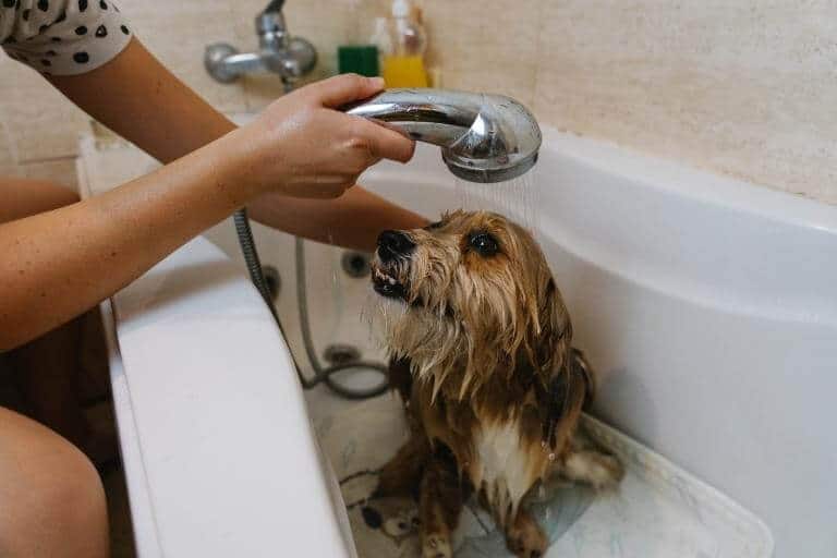 Tjej som duschar en hund i badkaret
