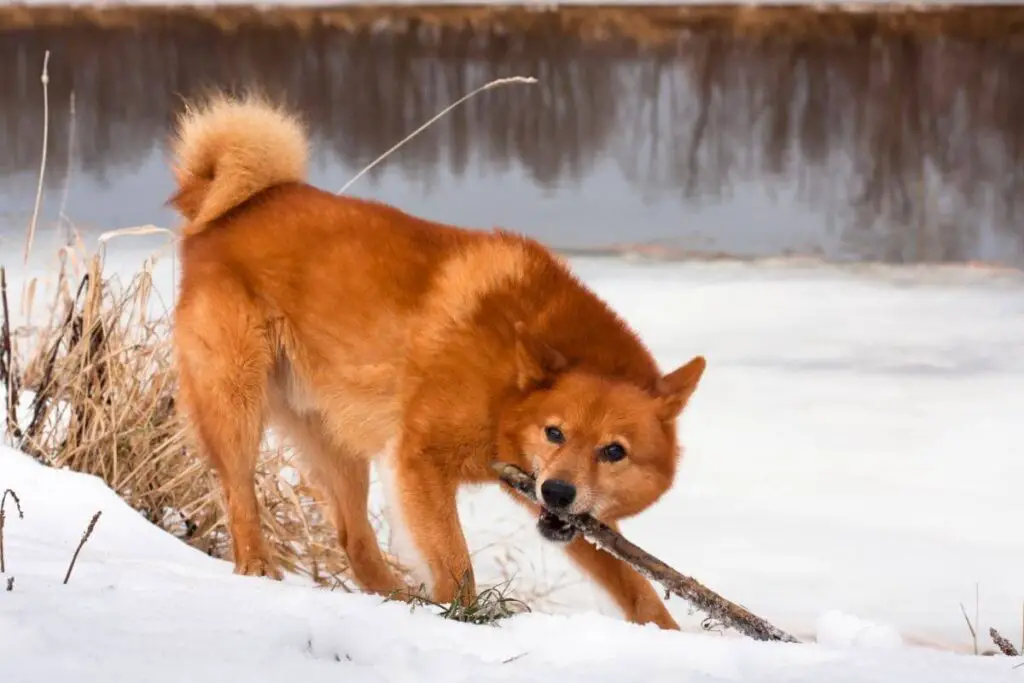 Finsk spets som leker med en pinne i snön