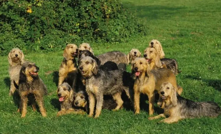 Flock med flera vuxna hundar av rasen griffon nivernais