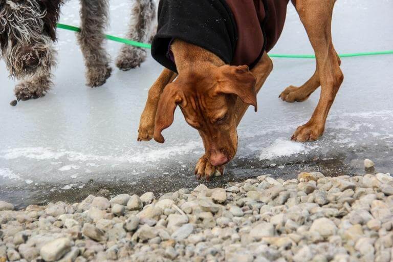 Två hundar som nosar på promenaden över en is