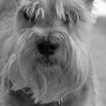 Dvärgschnauzer – en av flera hundraser med skägg, i gråskala