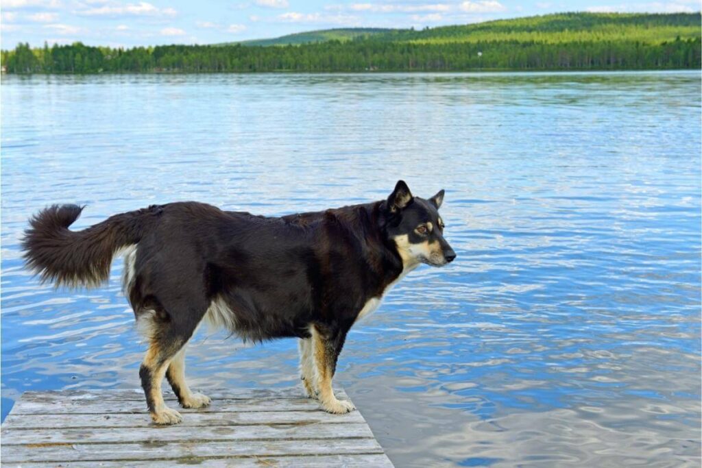 Lapsk vallhund som står på en brygga vid en sjö