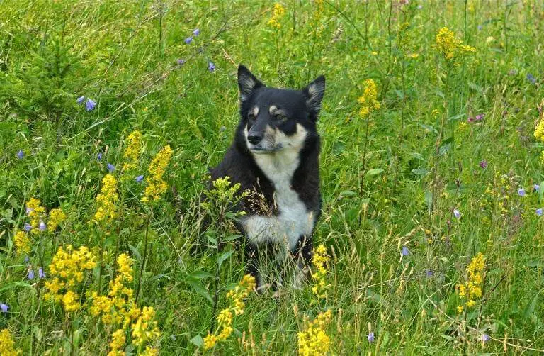 Lapsk vallhund som sitter på en blomstrande äng