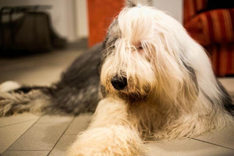 En old english sheepdog som ligger ner på golvet i en bostad